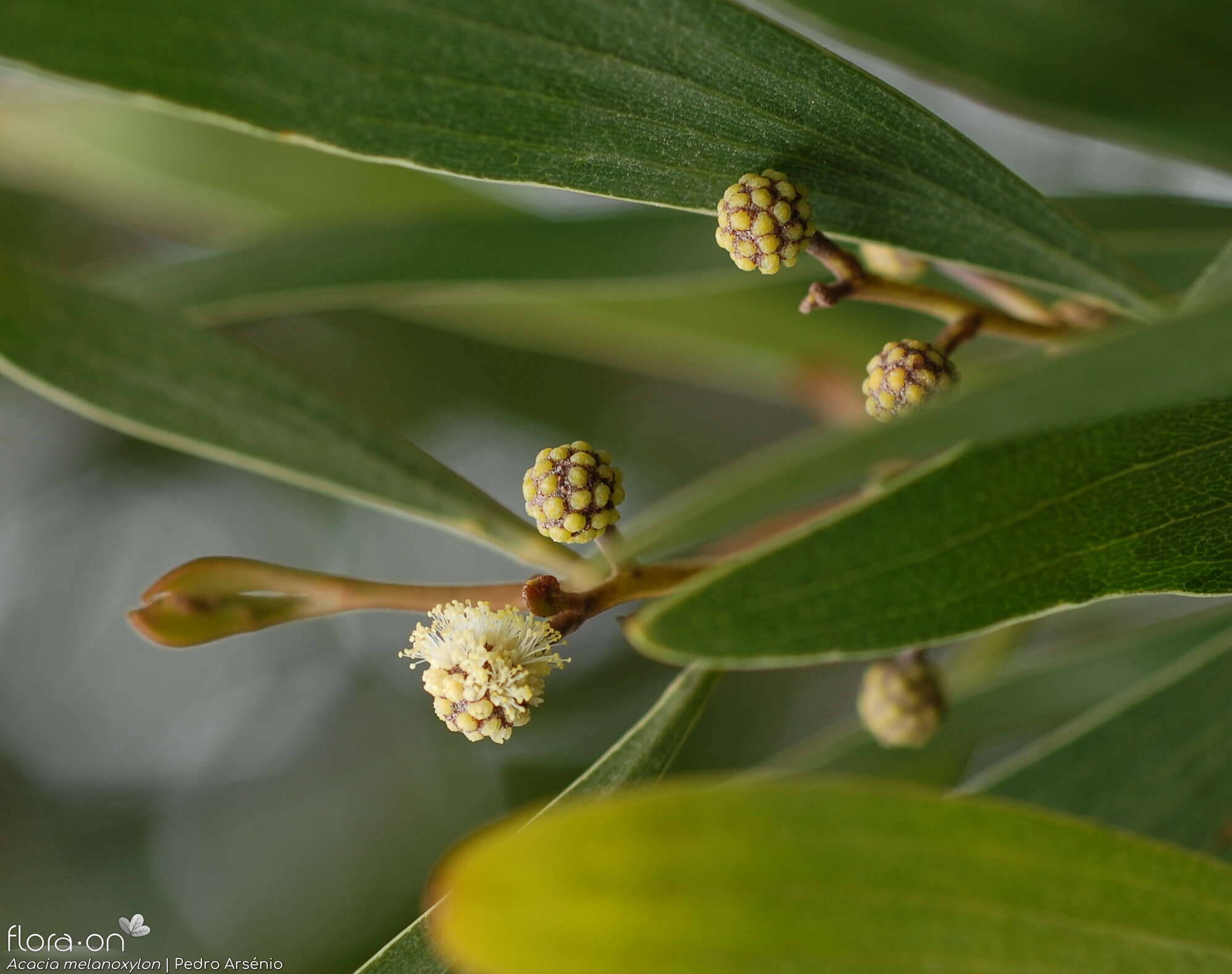 Acacia melanoxylon - Flor (geral) | Pedro Arsénio; CC BY-NC 4.0
