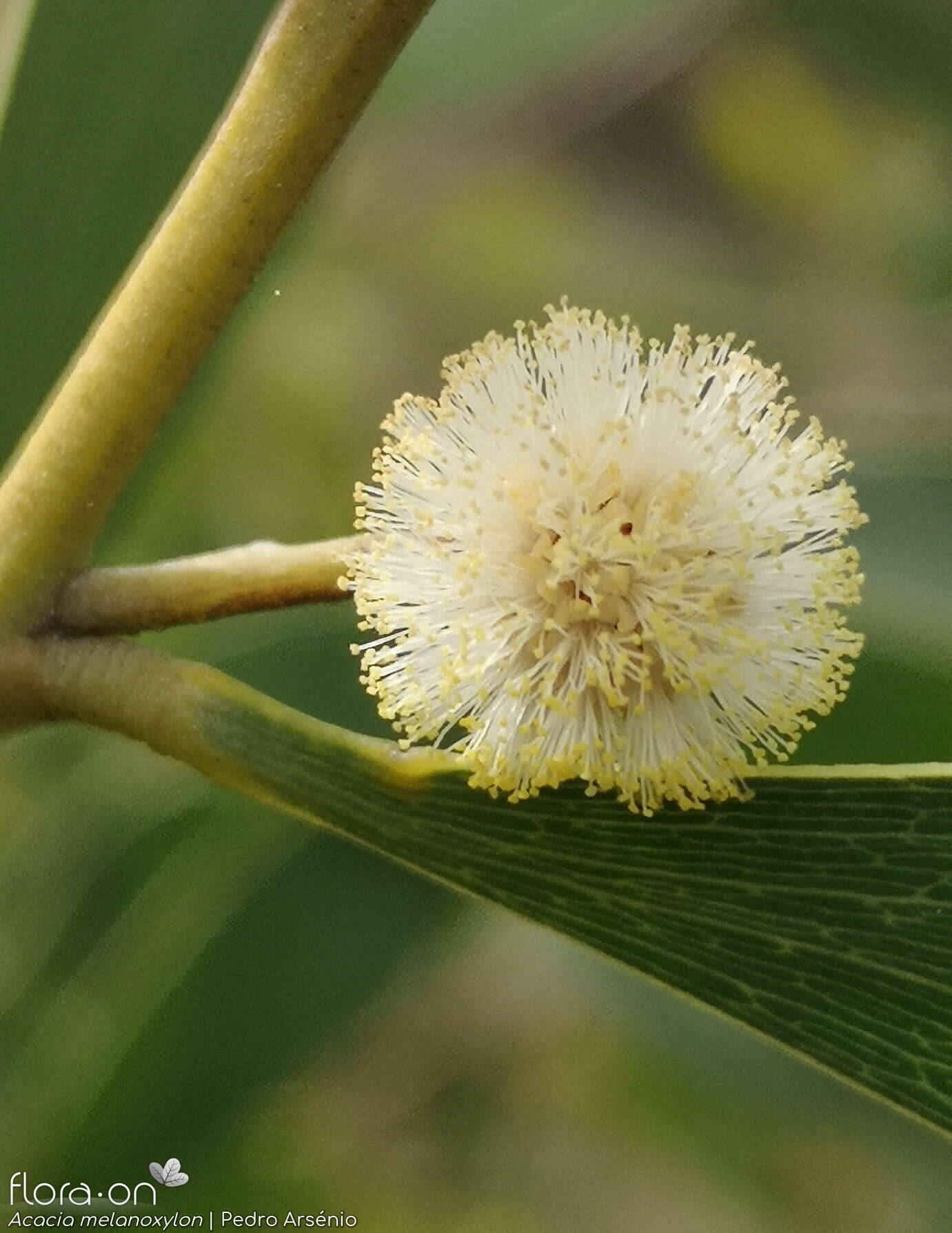 Acacia melanoxylon - Flor (close-up) | Pedro Arsénio; CC BY-NC 4.0