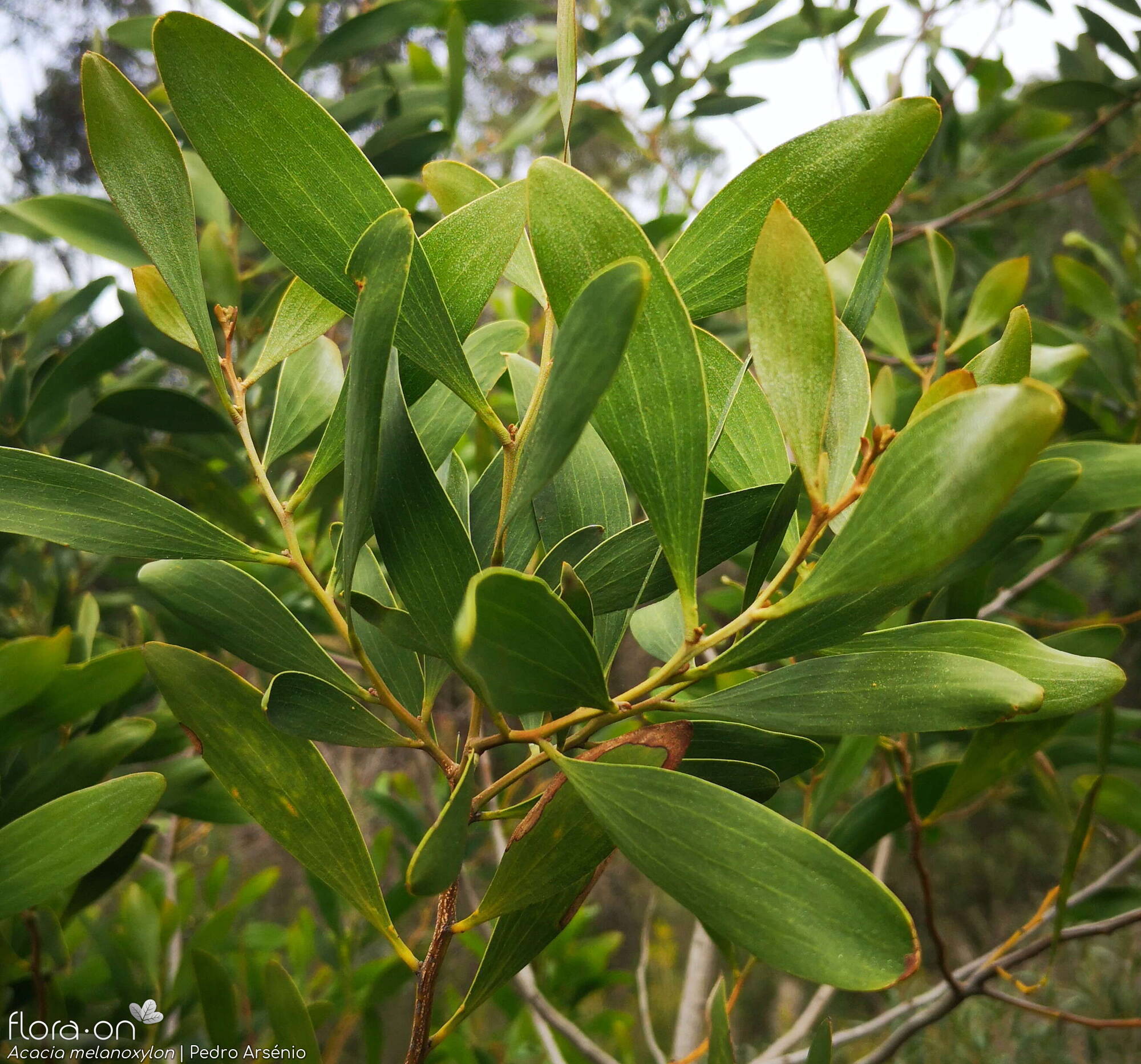 Acacia melanoxylon - Folha (geral) | Pedro Arsénio; CC BY-NC 4.0