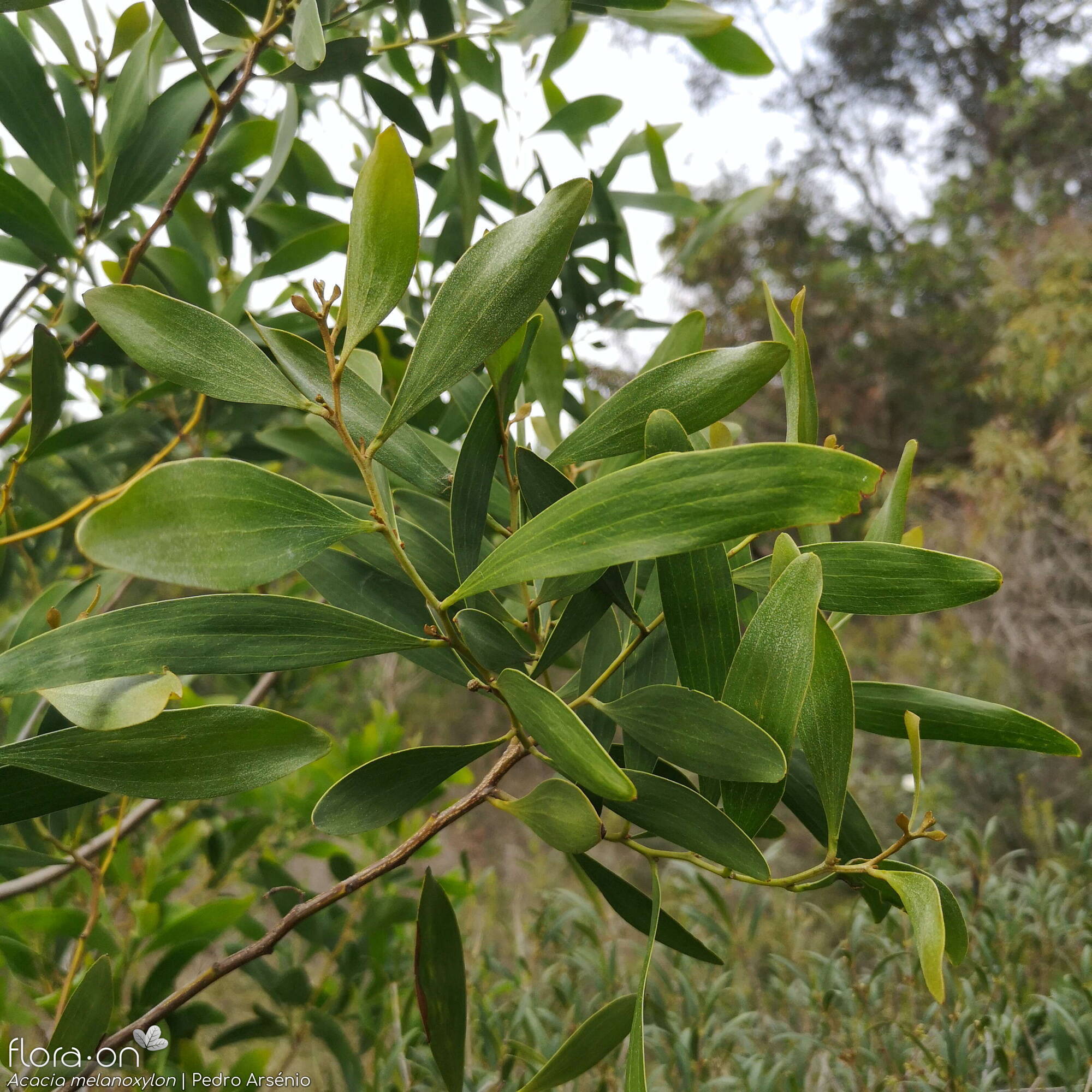 Acacia melanoxylon - Folha (geral) | Pedro Arsénio; CC BY-NC 4.0