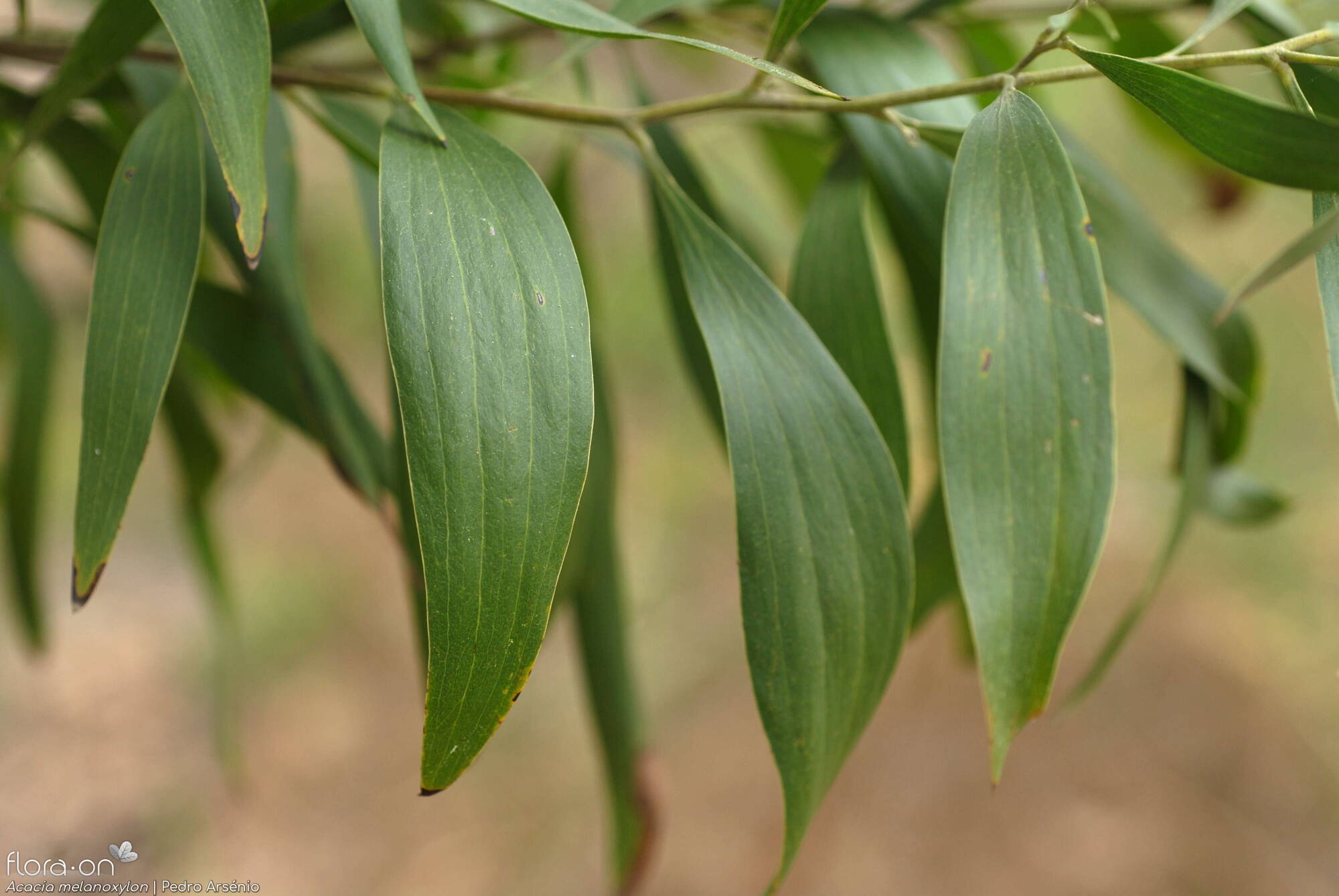 Acacia melanoxylon - Folha | Pedro Arsénio; CC BY-NC 4.0
