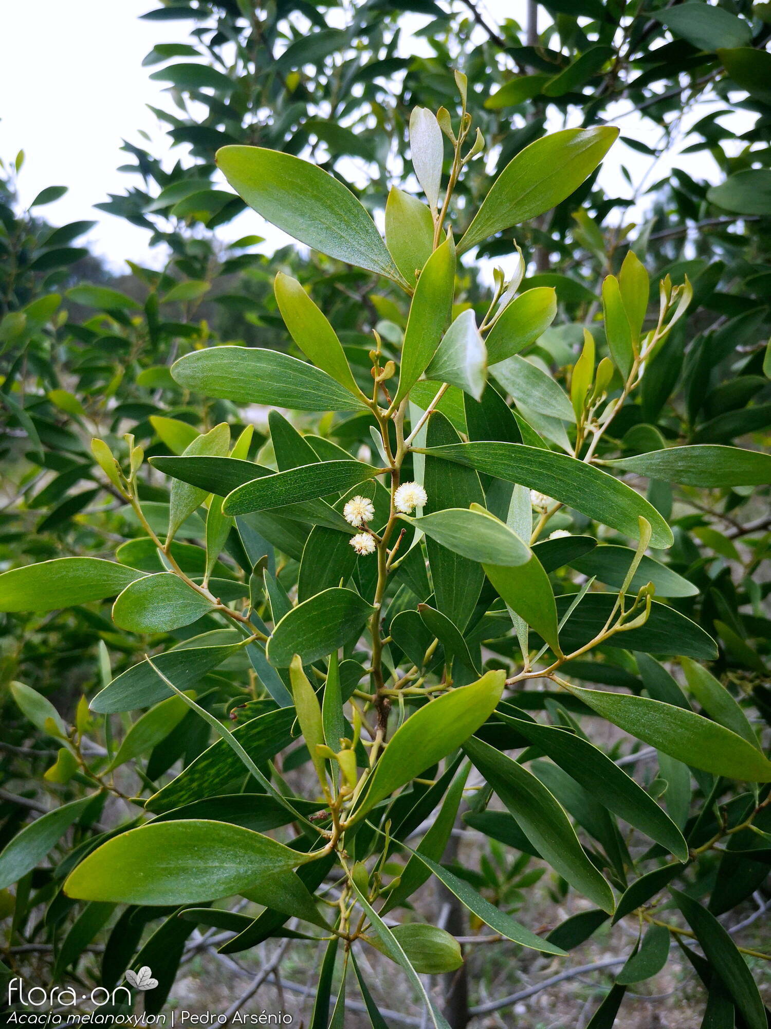 Acacia melanoxylon - Hábito | Pedro Arsénio; CC BY-NC 4.0