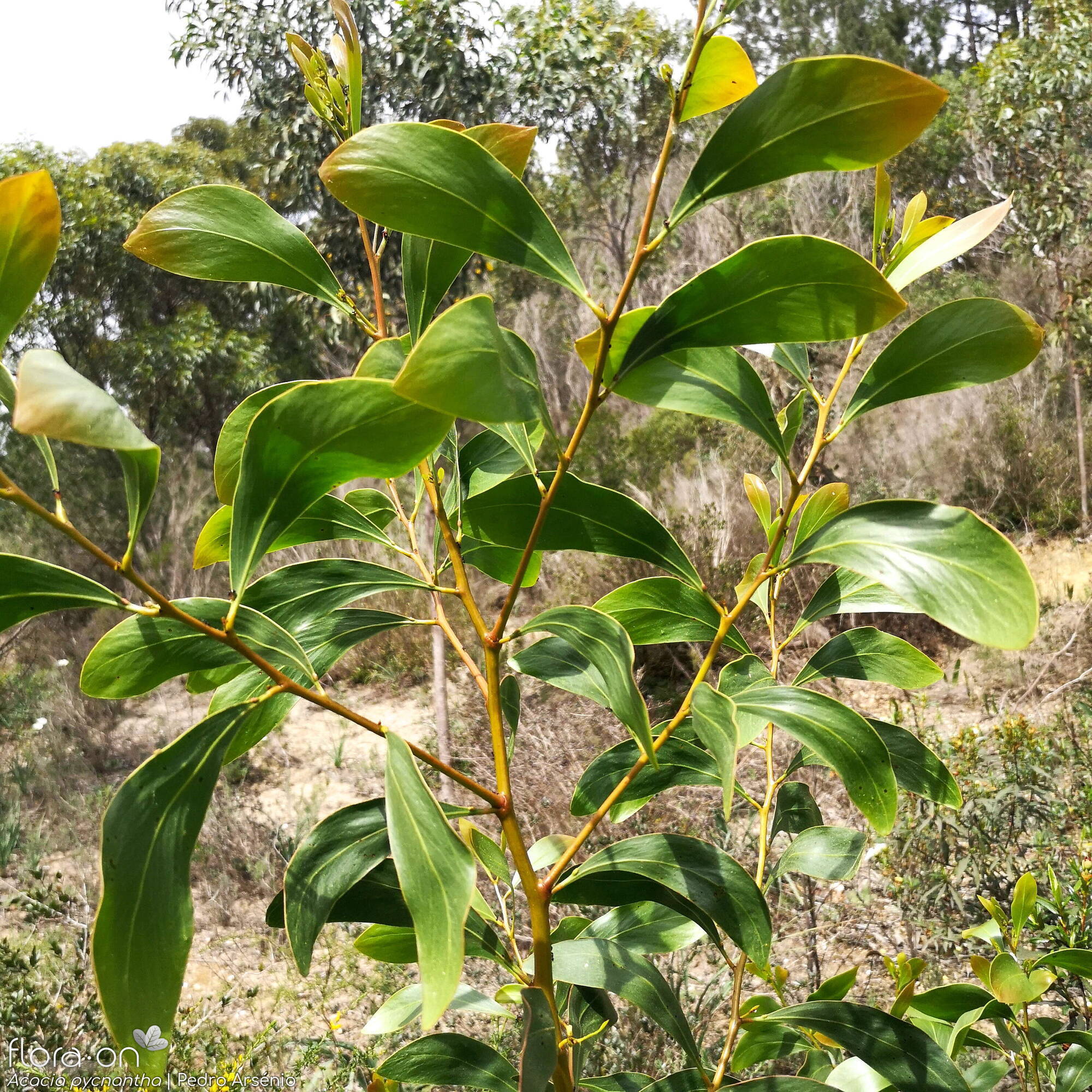 Acacia pycnantha - Folha (geral) | Pedro Arsénio; CC BY-NC 4.0