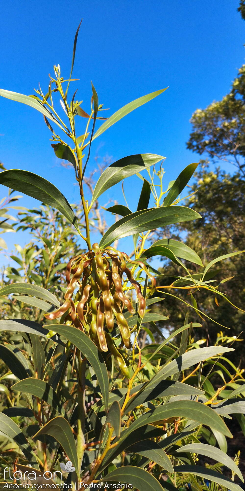 Acacia pycnantha - Hábito | Pedro Arsénio; CC BY-NC 4.0