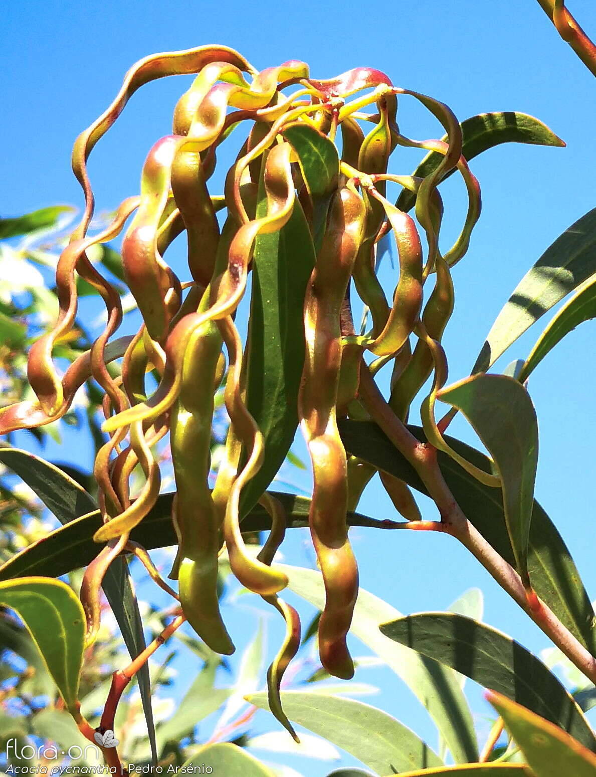 Acacia pycnantha - Fruto | Pedro Arsénio; CC BY-NC 4.0