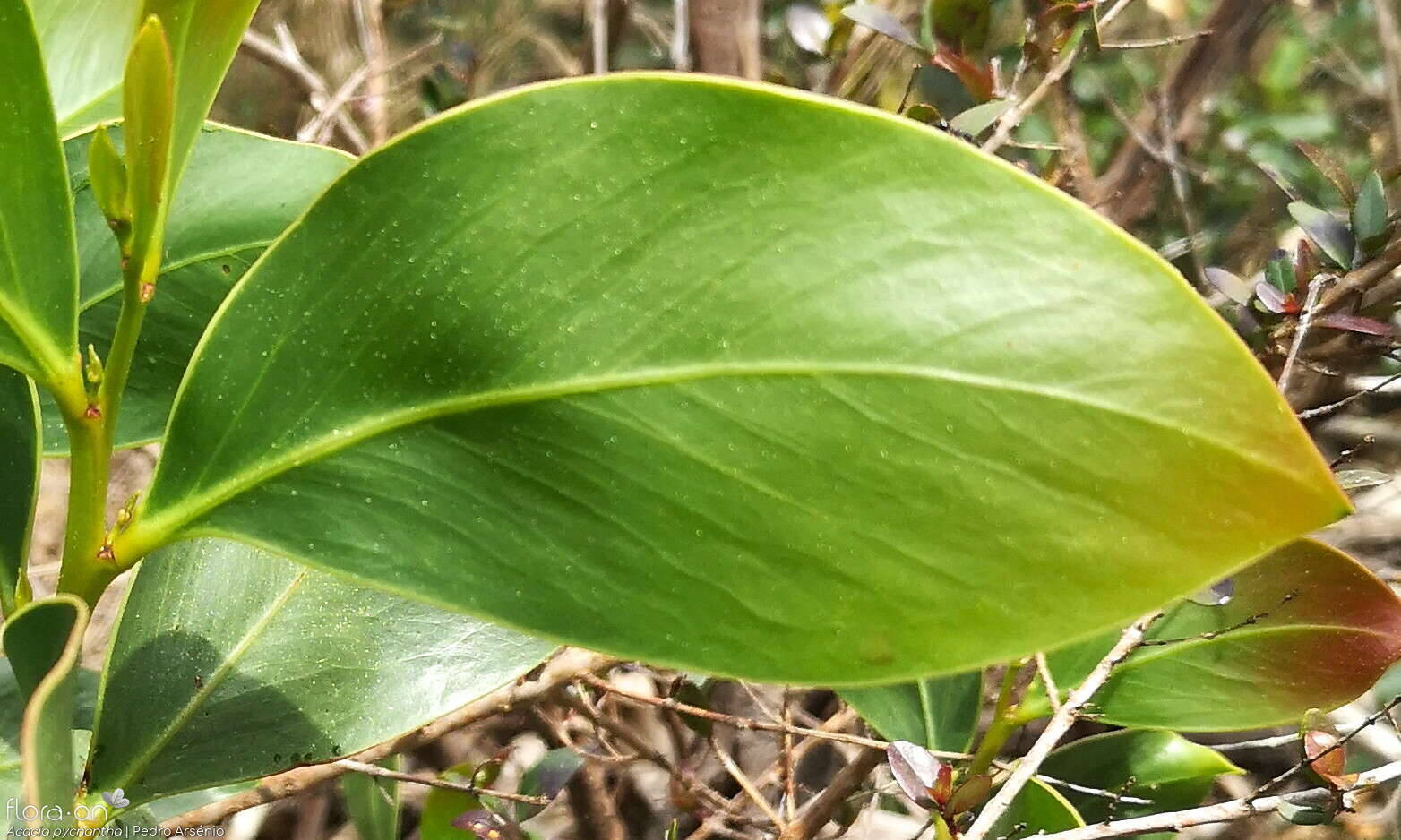 Acacia pycnantha - Folha | Pedro Arsénio; CC BY-NC 4.0