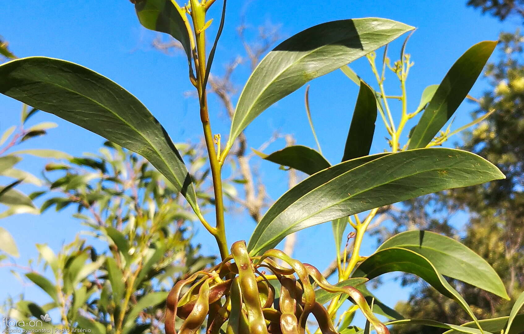 Acacia pycnantha - Folha | Pedro Arsénio; CC BY-NC 4.0