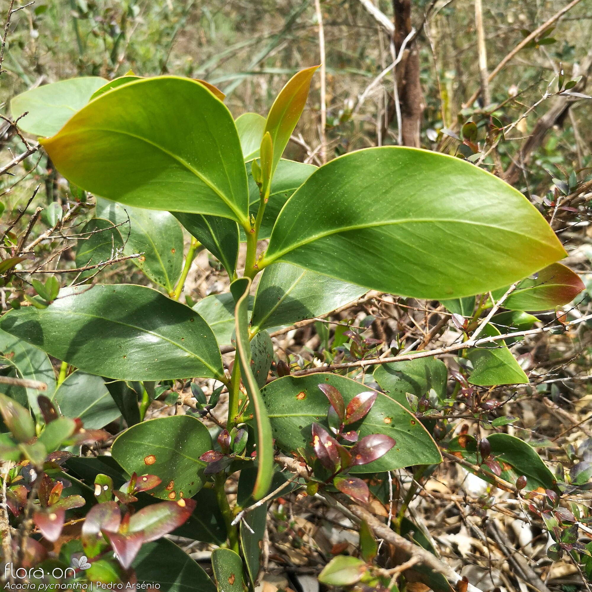 Acacia pycnantha - Folha | Pedro Arsénio; CC BY-NC 4.0
