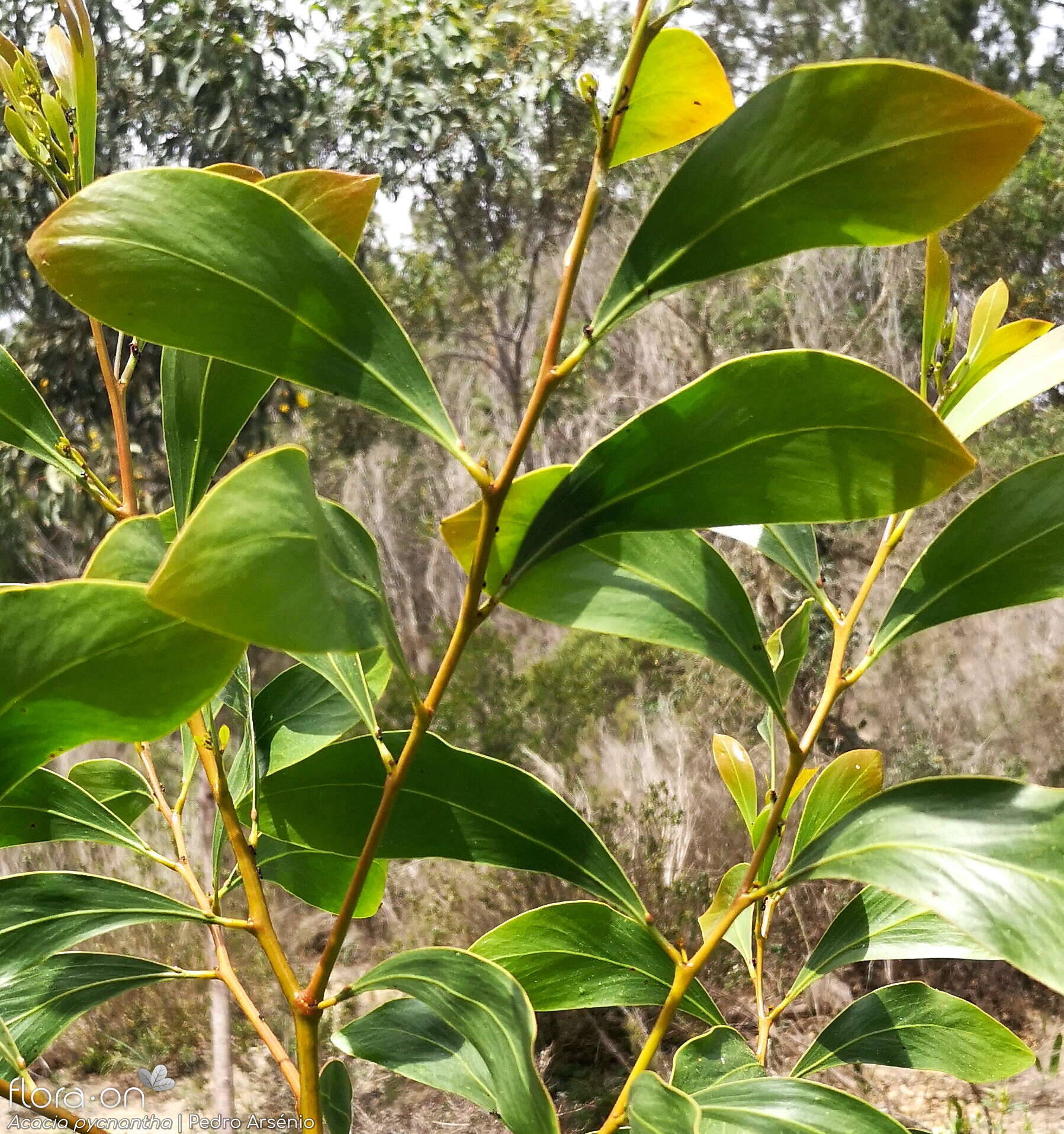 Acacia pycnantha - Folha (geral) | Pedro Arsénio; CC BY-NC 4.0