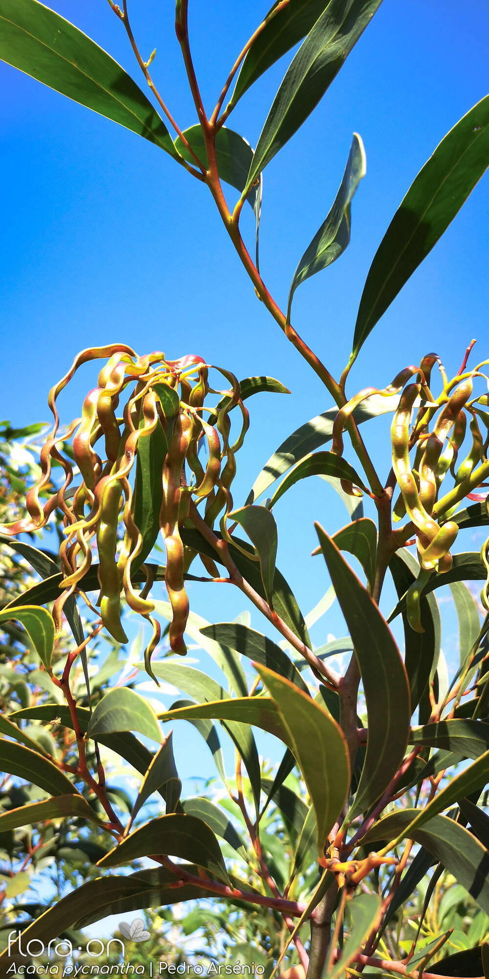 Acacia pycnantha - Fruto | Pedro Arsénio; CC BY-NC 4.0