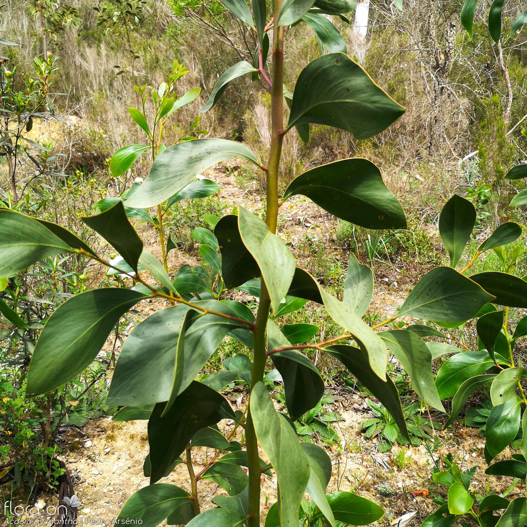 Acacia pycnantha - Folha (geral) | Pedro Arsénio; CC BY-NC 4.0