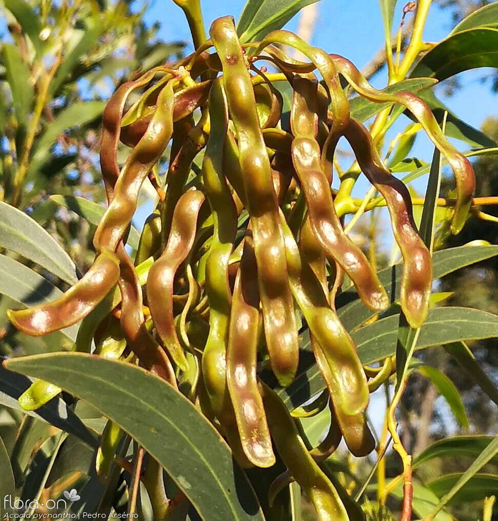 Acacia pycnantha - Fruto | Pedro Arsénio; CC BY-NC 4.0