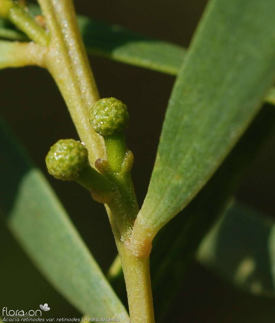 Acacia retinodes retinodes - Flor (geral) | Pedro Arsénio; CC BY-NC 4.0