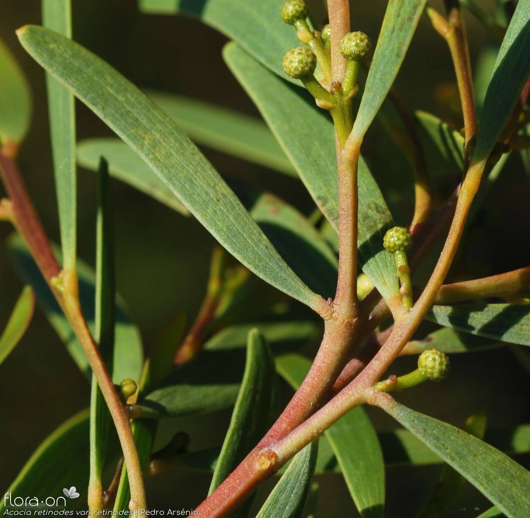Acacia retinodes retinodes - Folha | Pedro Arsénio; CC BY-NC 4.0