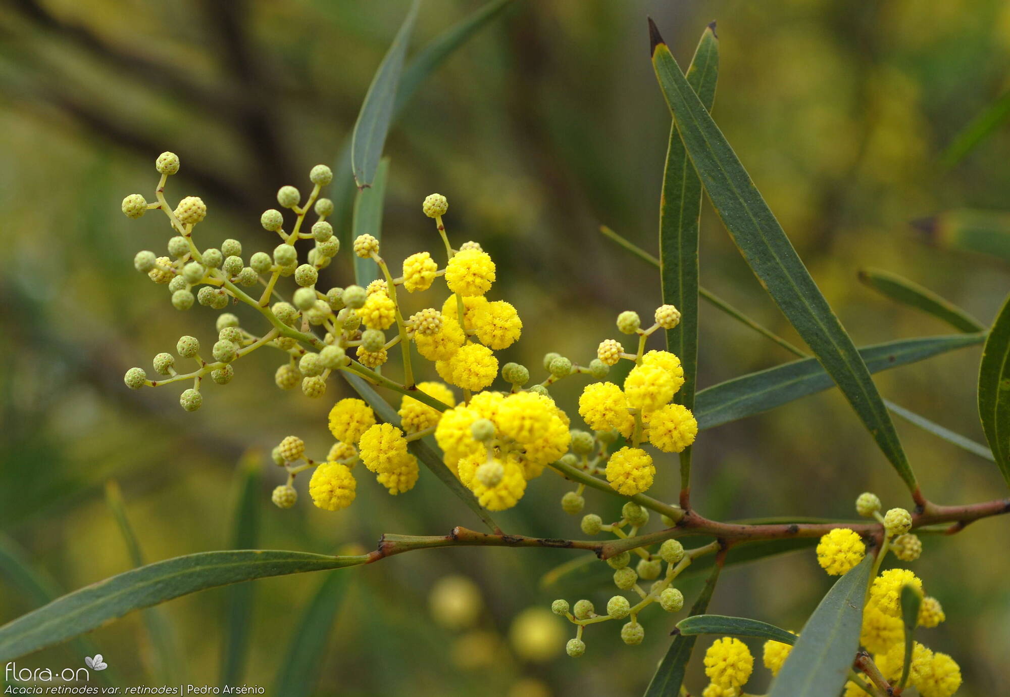 Acacia retinodes retinodes - Flor (geral) | Pedro Arsénio; CC BY-NC 4.0