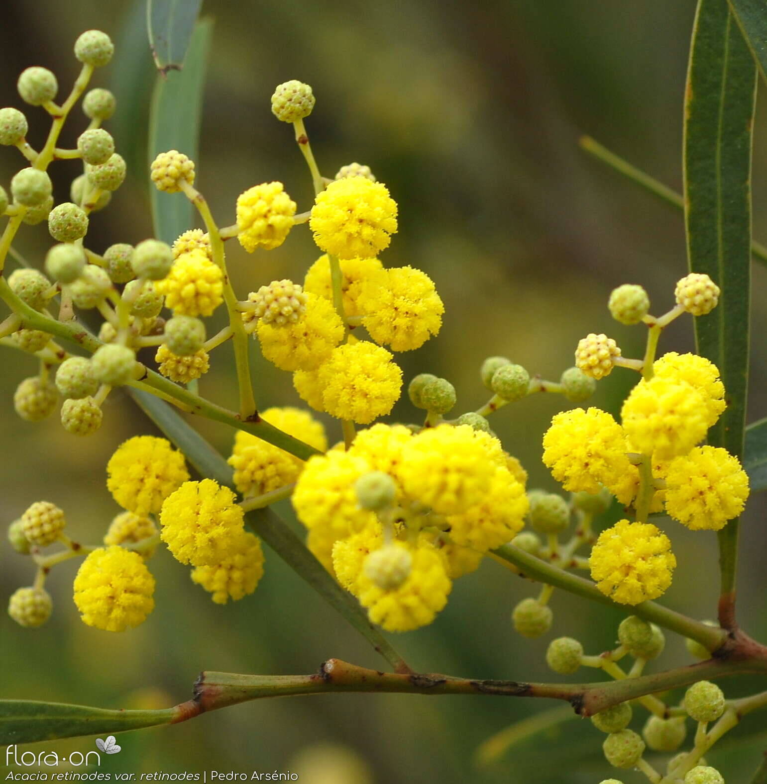 Acacia retinodes retinodes - Flor (geral) | Pedro Arsénio; CC BY-NC 4.0