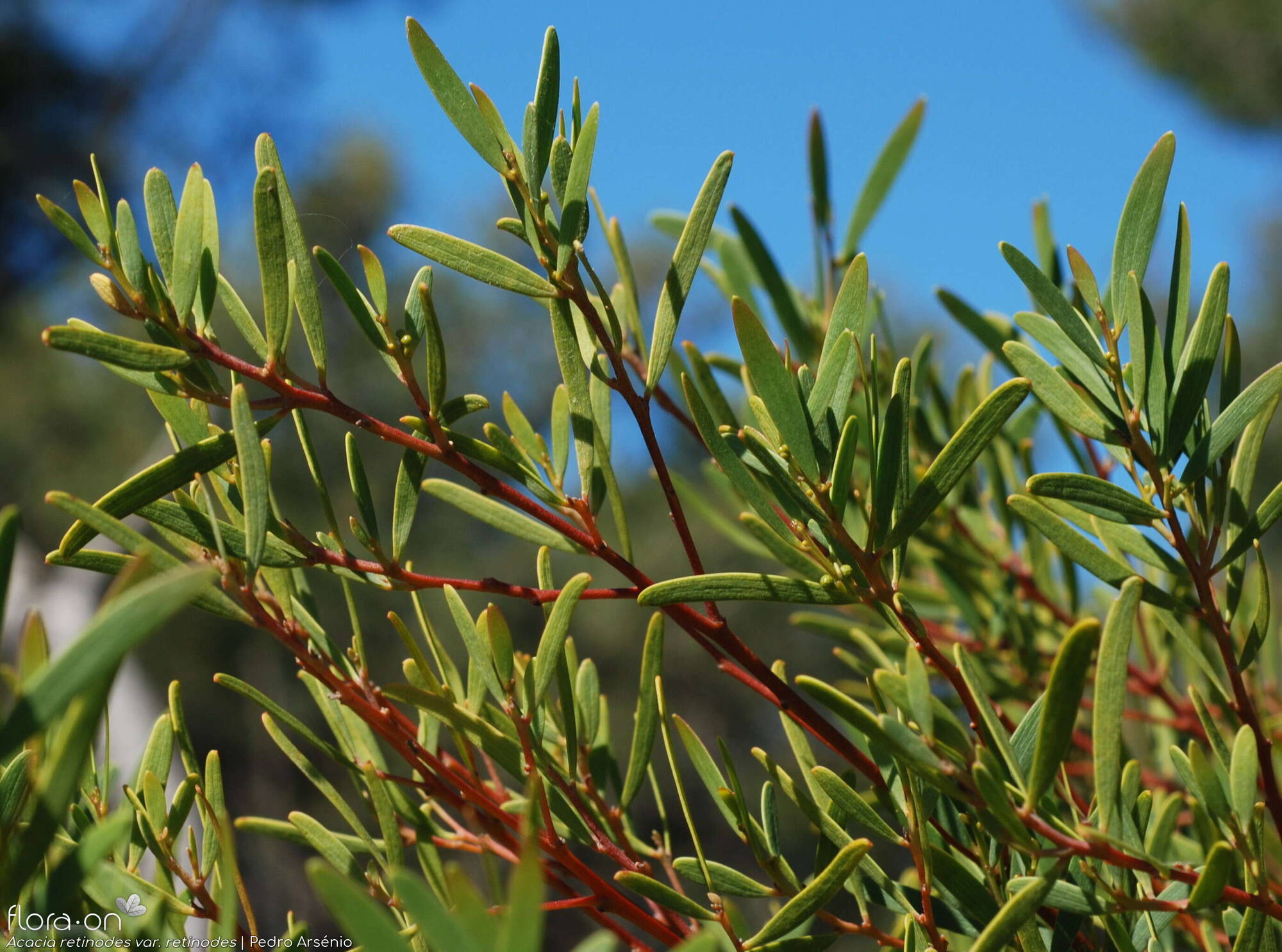 Acacia retinodes retinodes - Folha (geral) | Pedro Arsénio; CC BY-NC 4.0