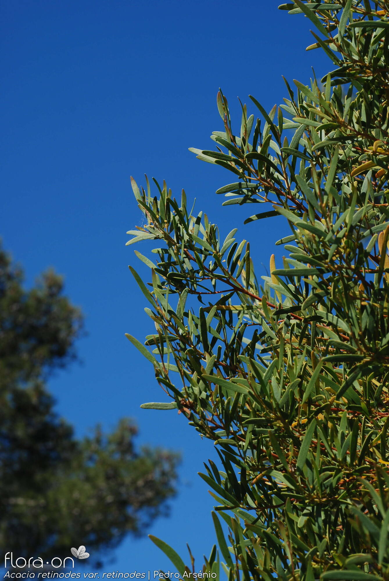 Acacia retinodes retinodes - Hábito | Pedro Arsénio; CC BY-NC 4.0