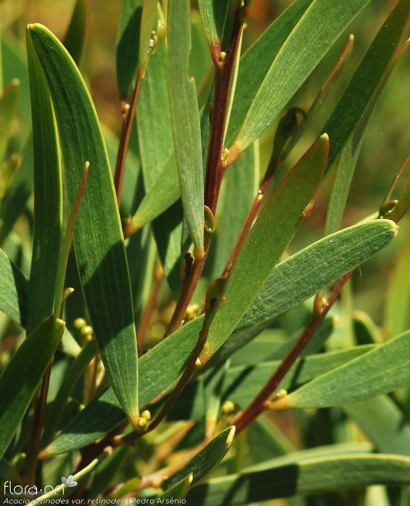 Acacia retinodes retinodes - Folha | Pedro Arsénio; CC BY-NC 4.0