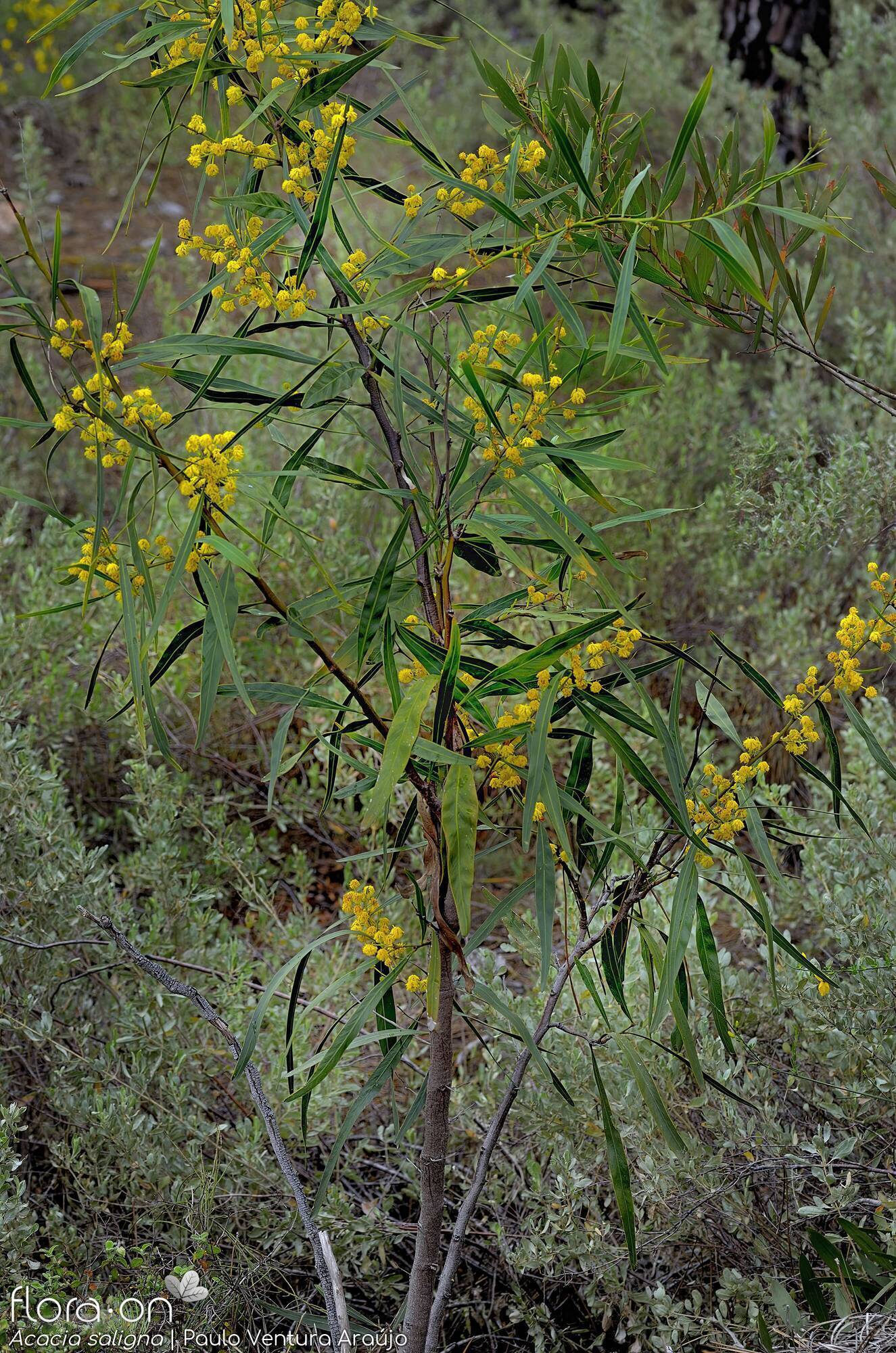 Acacia saligna - Hábito | Paulo Ventura Araújo; CC BY-NC 4.0