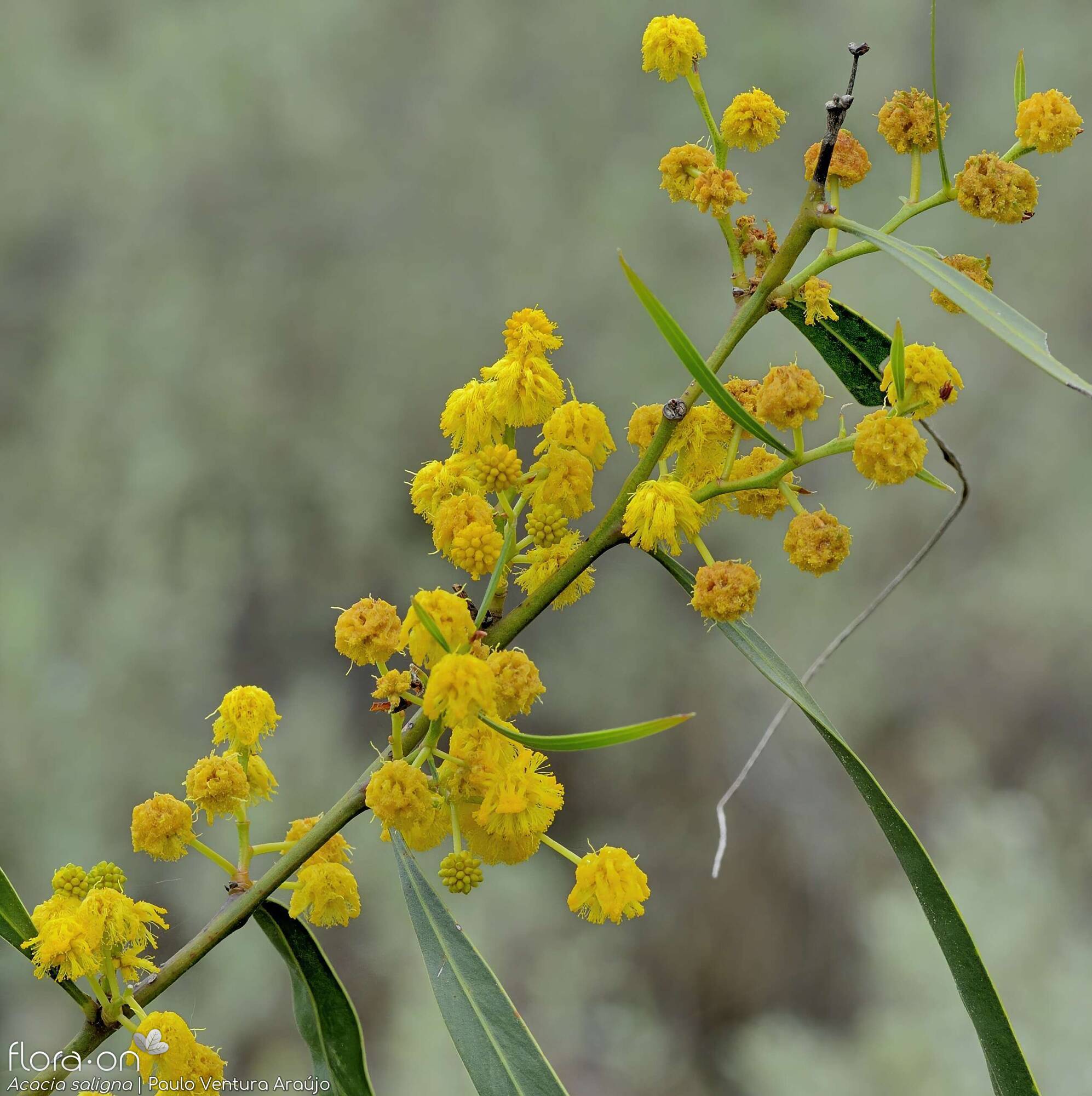 Acacia saligna - Flor (geral) | Paulo Ventura Araújo; CC BY-NC 4.0