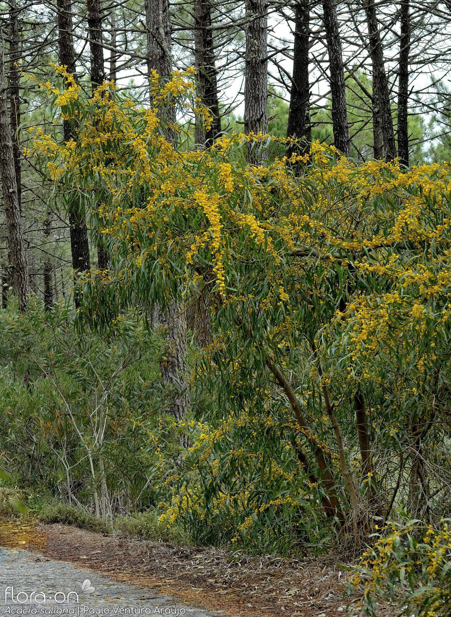Acacia saligna - Hábito | Paulo Ventura Araújo; CC BY-NC 4.0