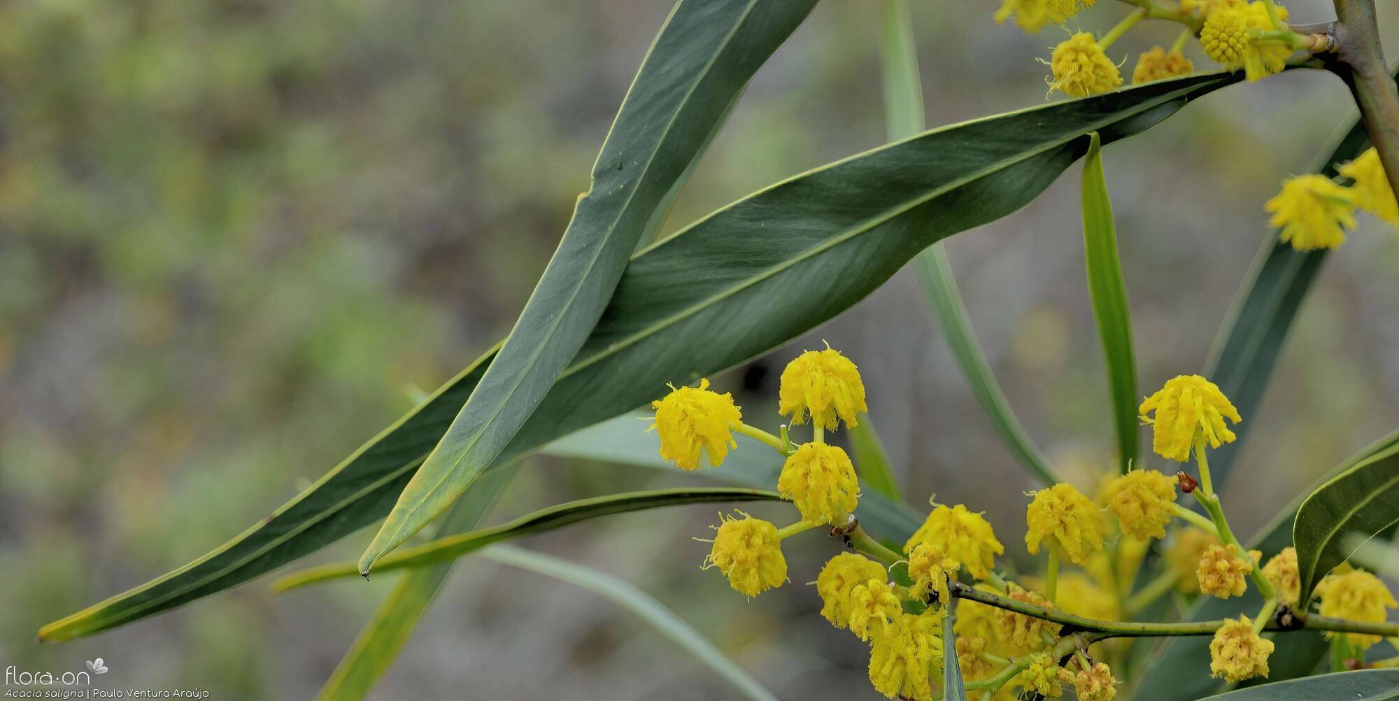 Acacia saligna - Flor (geral) | Paulo Ventura Araújo; CC BY-NC 4.0