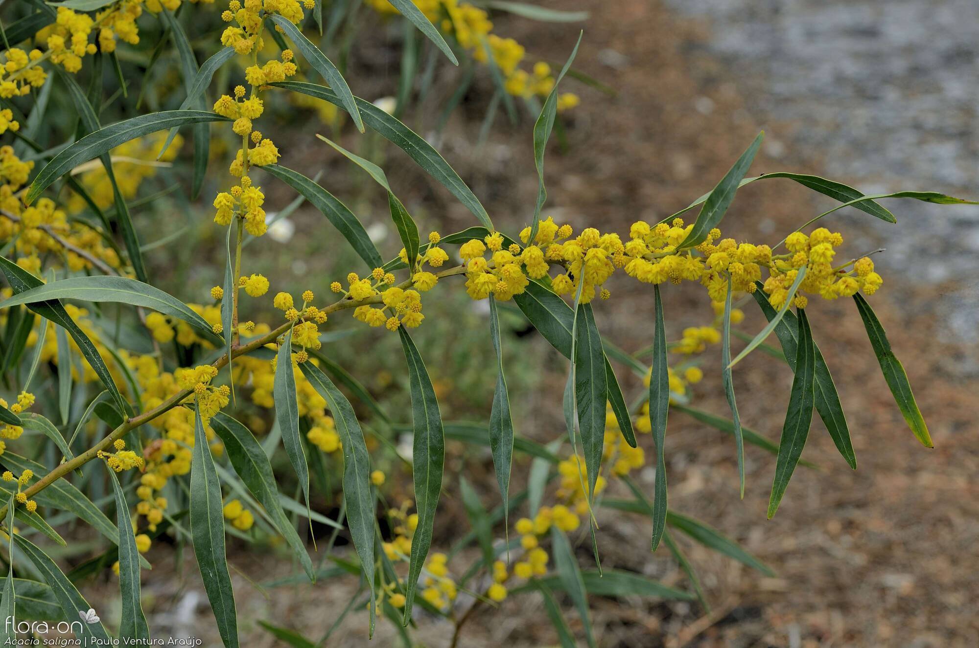 Acacia saligna - Flor (geral) | Paulo Ventura Araújo; CC BY-NC 4.0