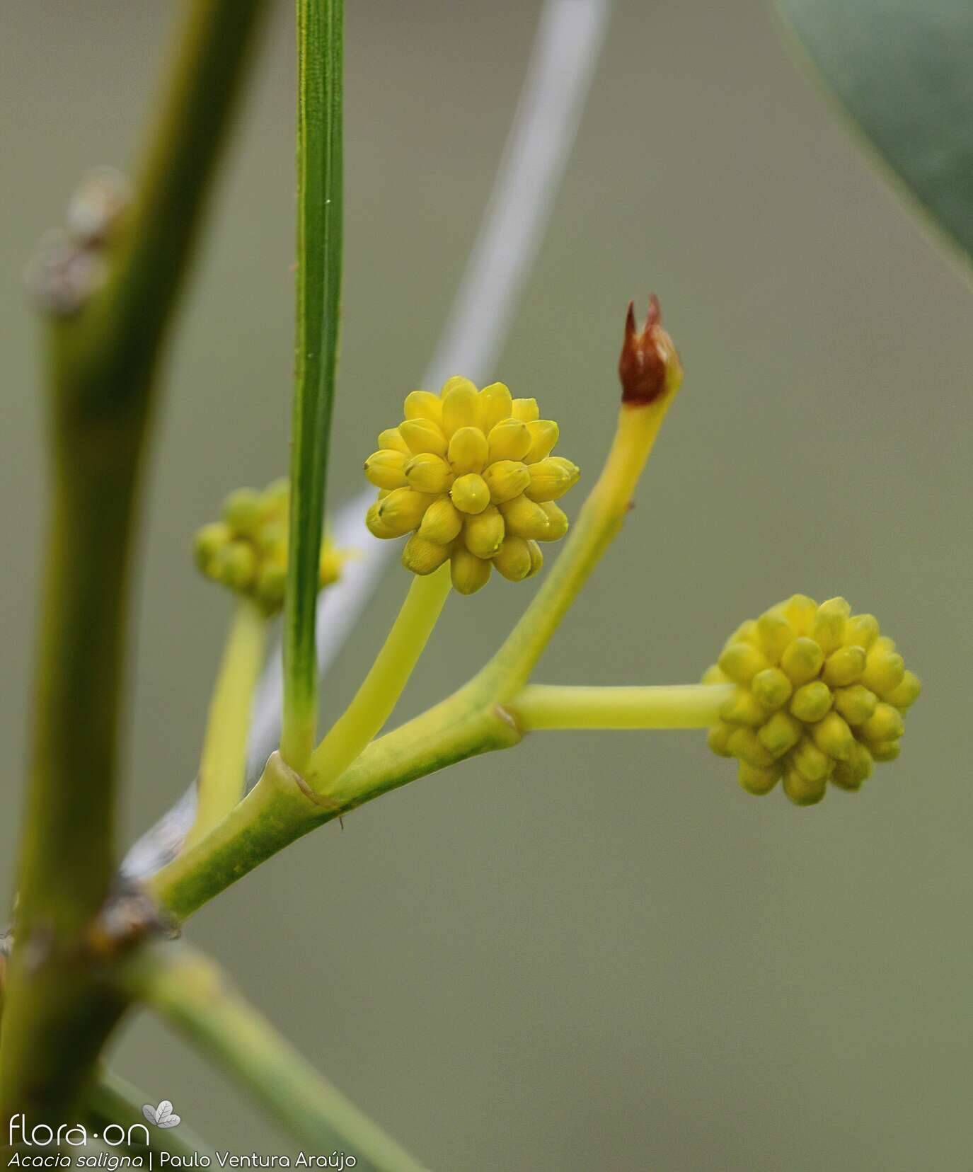 Acacia saligna - Flor (close-up) | Paulo Ventura Araújo; CC BY-NC 4.0