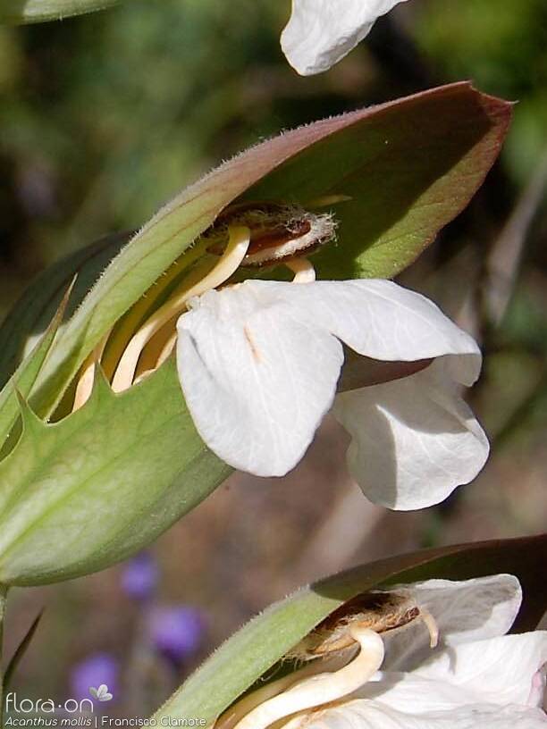 Acanthus mollis - Flor (close-up) | Francisco Clamote; CC BY-NC 4.0