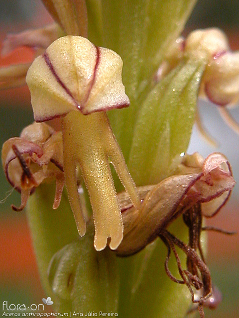 Aceras anthropophorum - Flor (close-up) | Ana Júlia Pereira; CC BY-NC 4.0