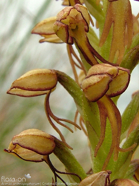 Aceras anthropophorum - Flor (close-up) | Cristina Estima Ramalho; CC BY-NC 4.0