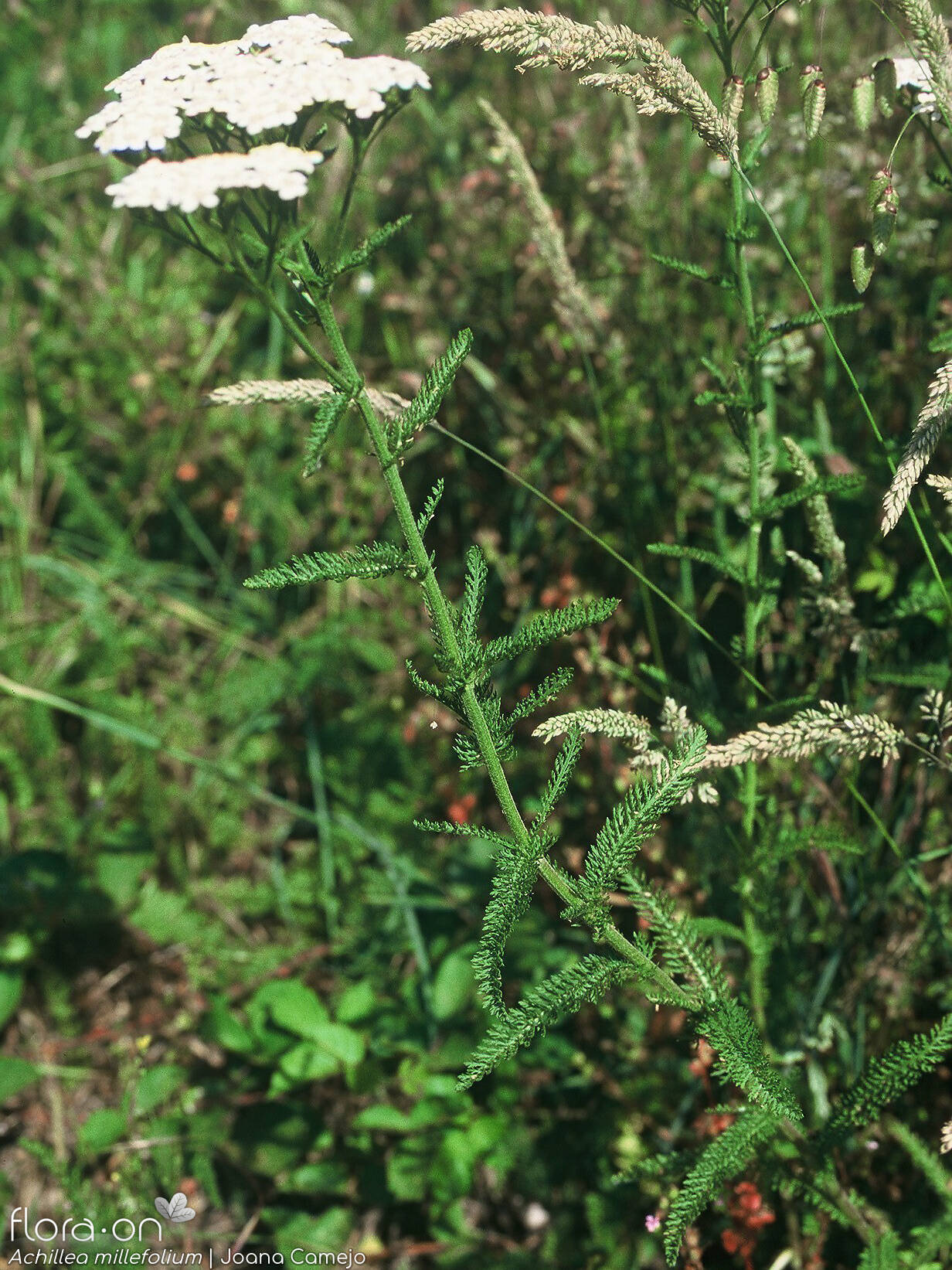 Achillea millefolium - Hábito | Joana Camejo; CC BY-NC 4.0