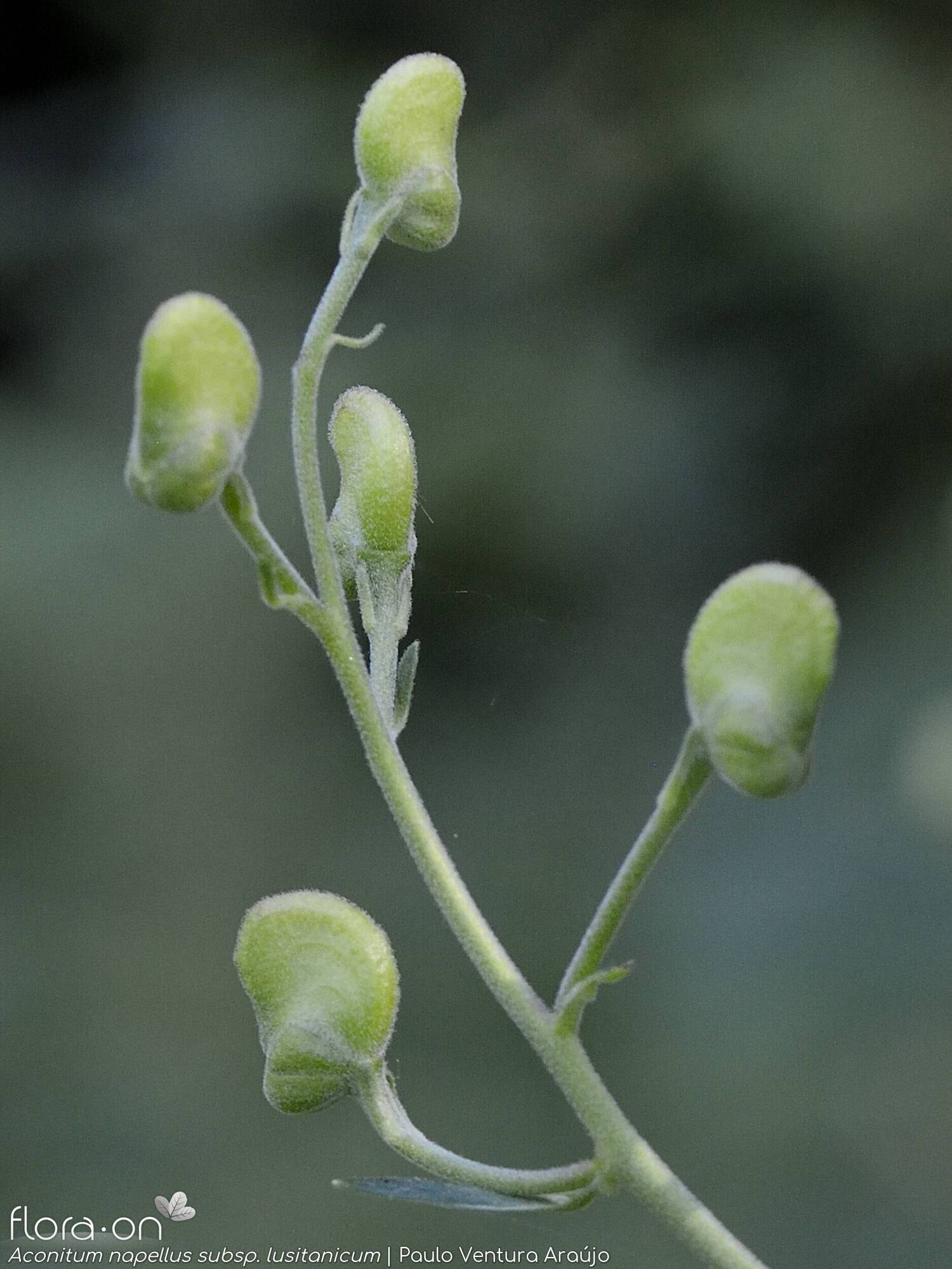 Aconitum napellus lusitanicum - Botão | Paulo Ventura Araújo; CC BY-NC 4.0