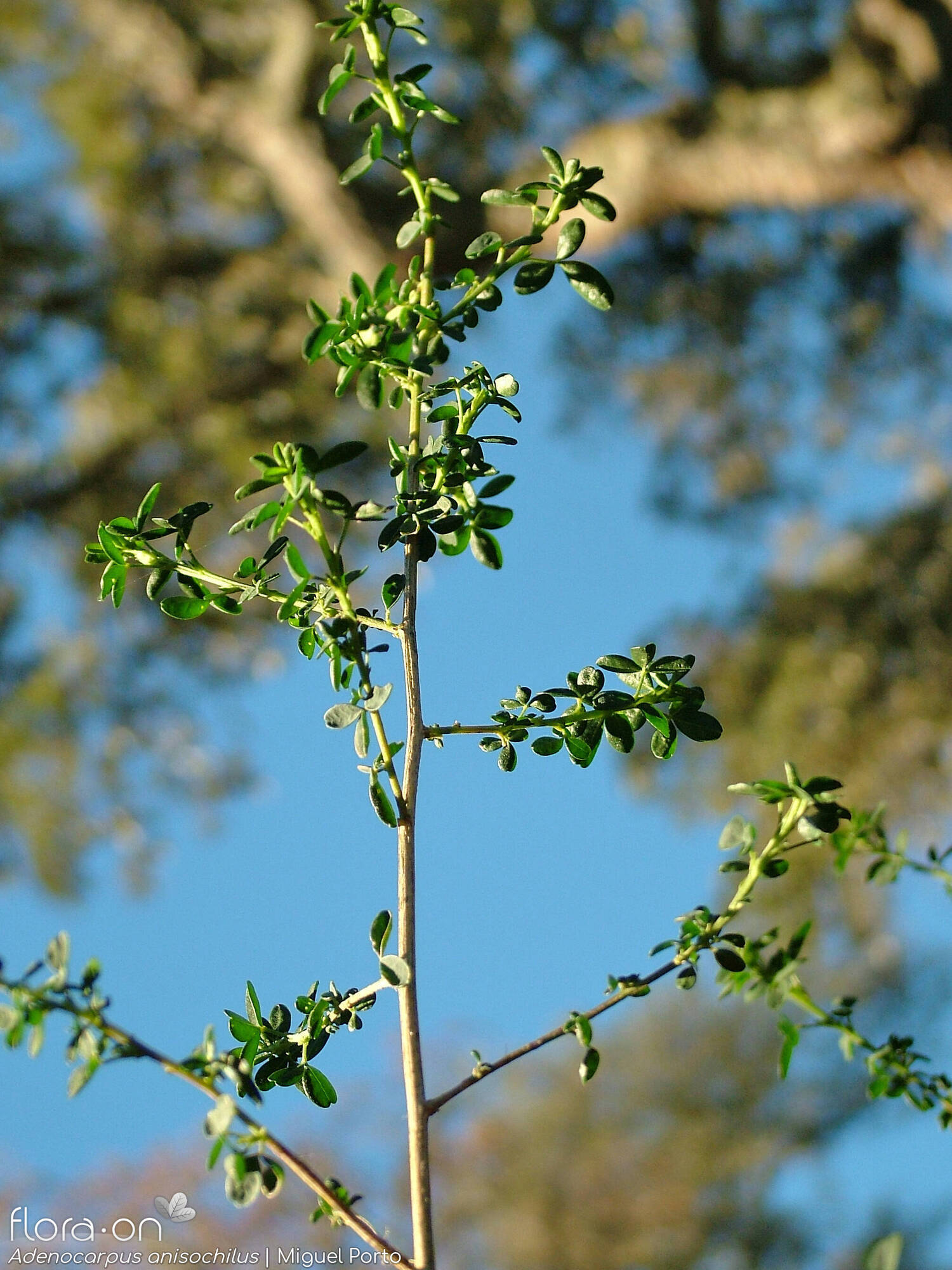 Adenocarpus anisochilus - Folha (geral) | Miguel Porto; CC BY-NC 4.0