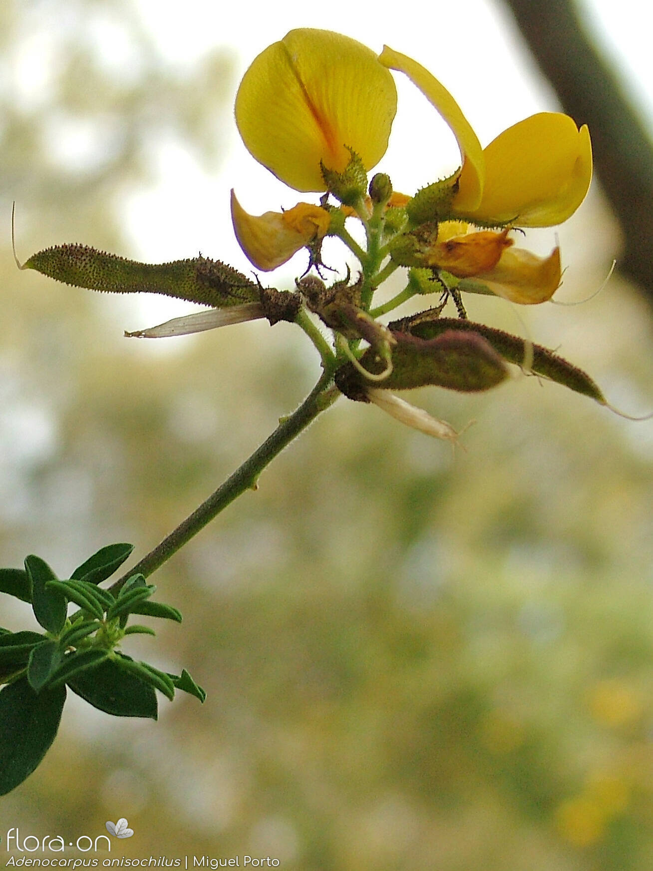 Adenocarpus anisochilus - Flor (geral) | Miguel Porto; CC BY-NC 4.0