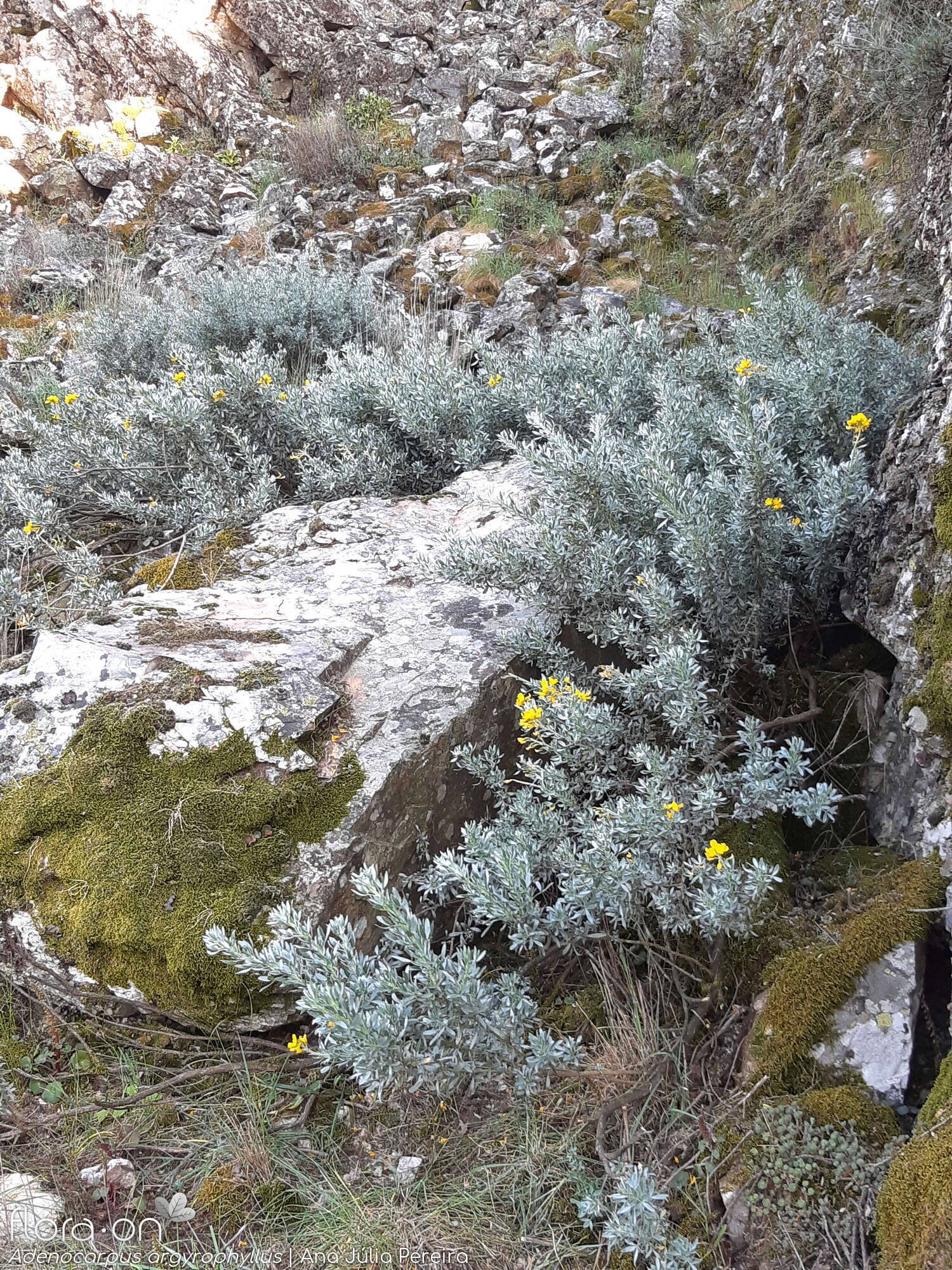 Adenocarpus argyrophyllus - Hábito | Ana Júlia Pereira; CC BY-NC 4.0