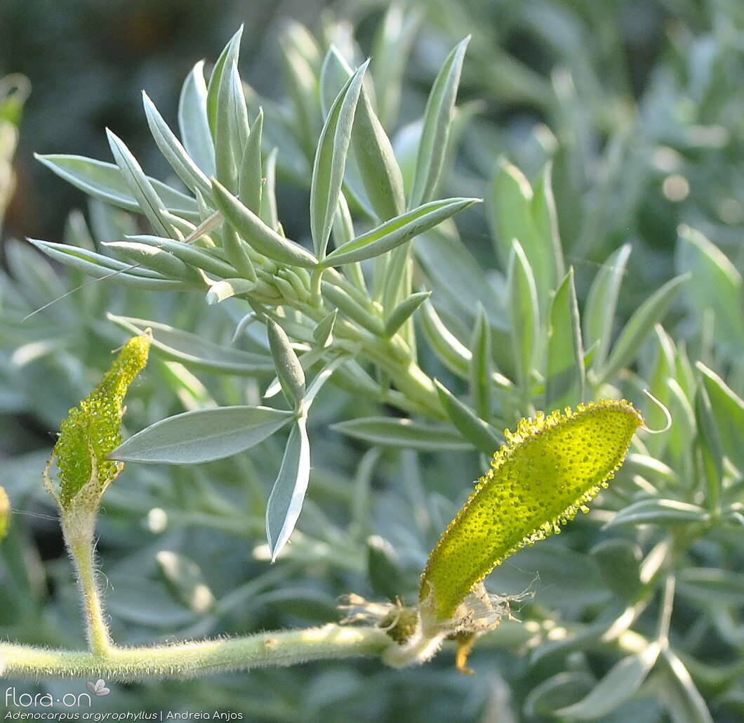 Adenocarpus argyrophyllus - Fruto | Andreia Anjos; CC BY-NC 4.0