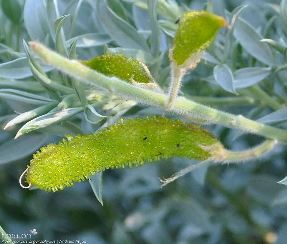 Adenocarpus argyrophyllus - Fruto | Andreia Anjos; CC BY-NC 4.0