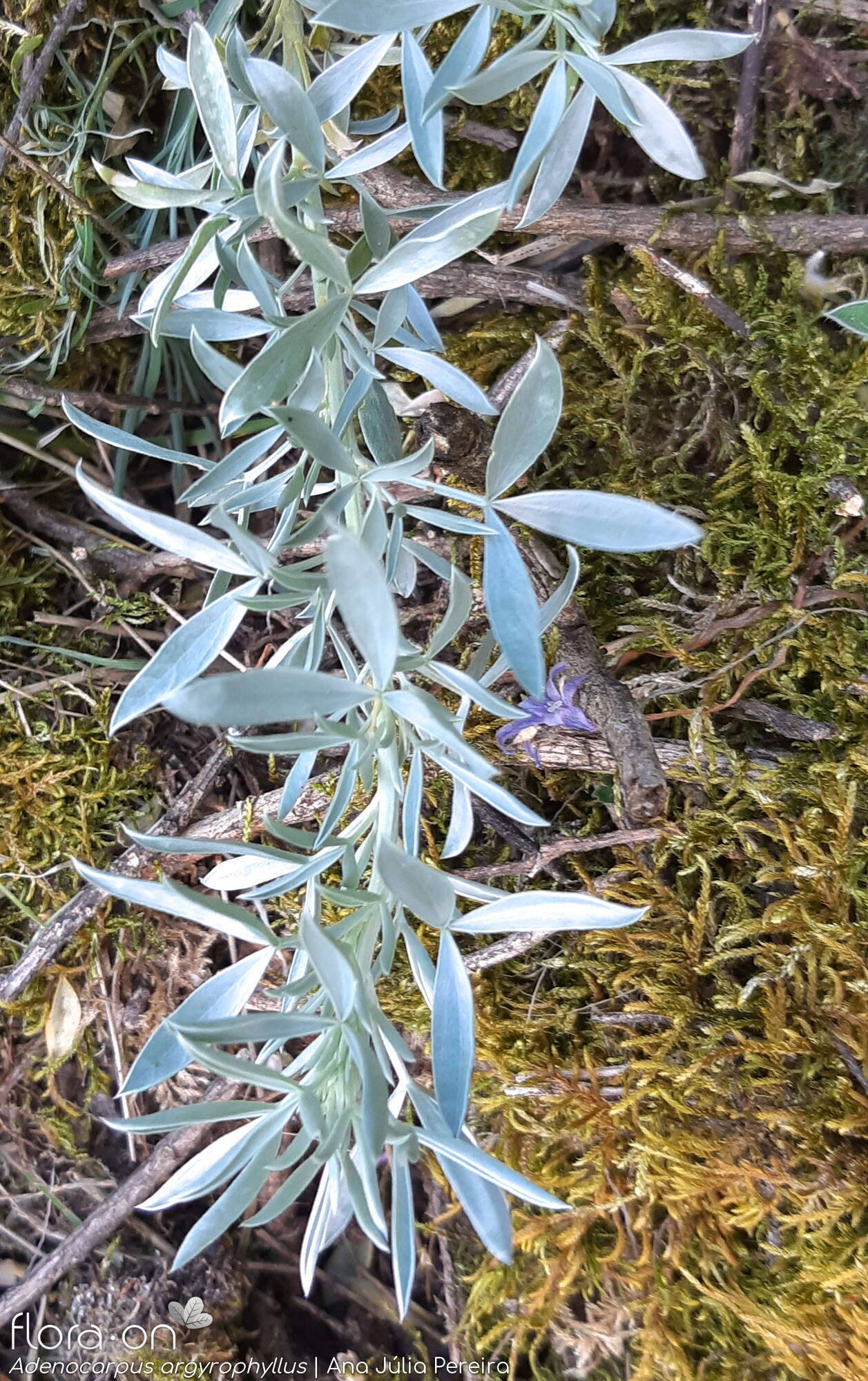 Adenocarpus argyrophyllus - Folha (geral) | Ana Júlia Pereira; CC BY-NC 4.0