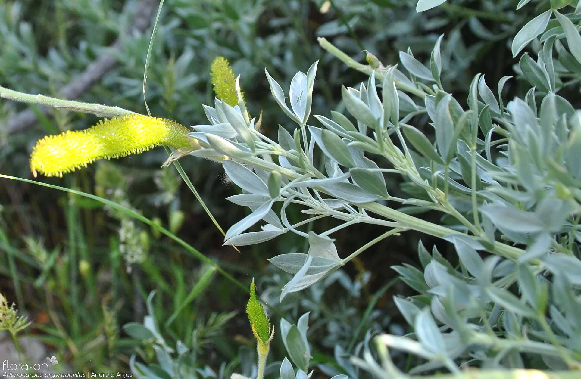 Adenocarpus argyrophyllus - Folha (geral) | Andreia Anjos; CC BY-NC 4.0