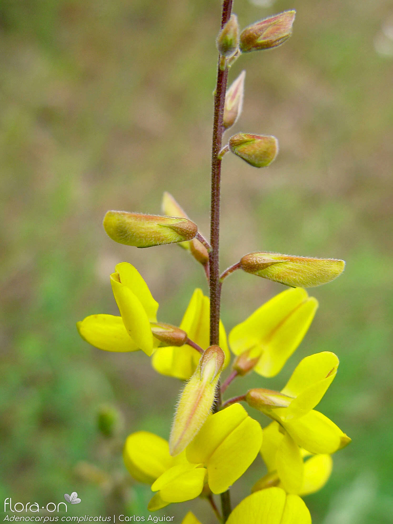Adenocarpus complicatus - Flor (geral) | Carlos Aguiar; CC BY-NC 4.0