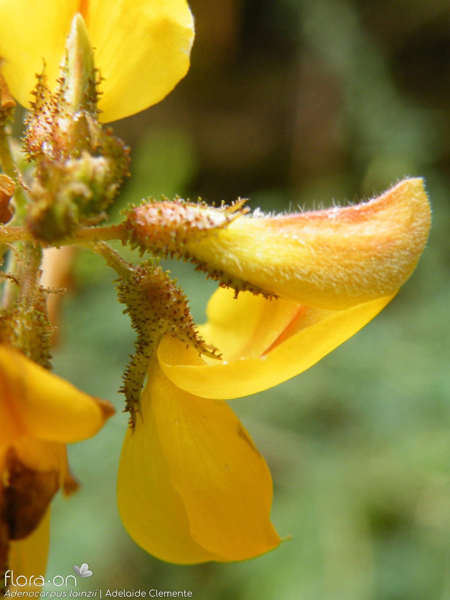 Adenocarpus lainzii - Flor (close-up) | Adelaide Clemente; CC BY-NC 4.0