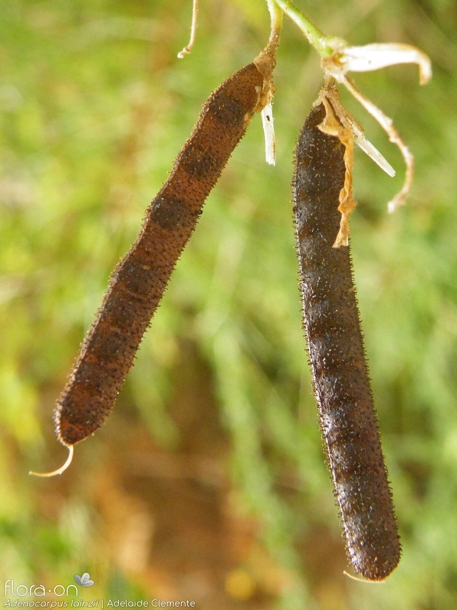 Adenocarpus lainzii - Fruto | Adelaide Clemente; CC BY-NC 4.0