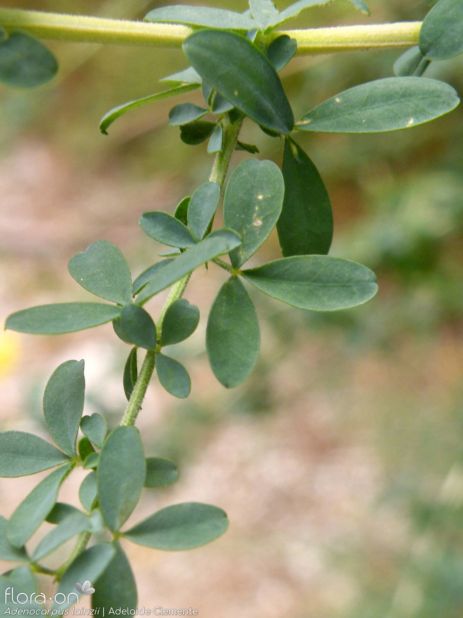 Adenocarpus lainzii - Folha | Adelaide Clemente; CC BY-NC 4.0