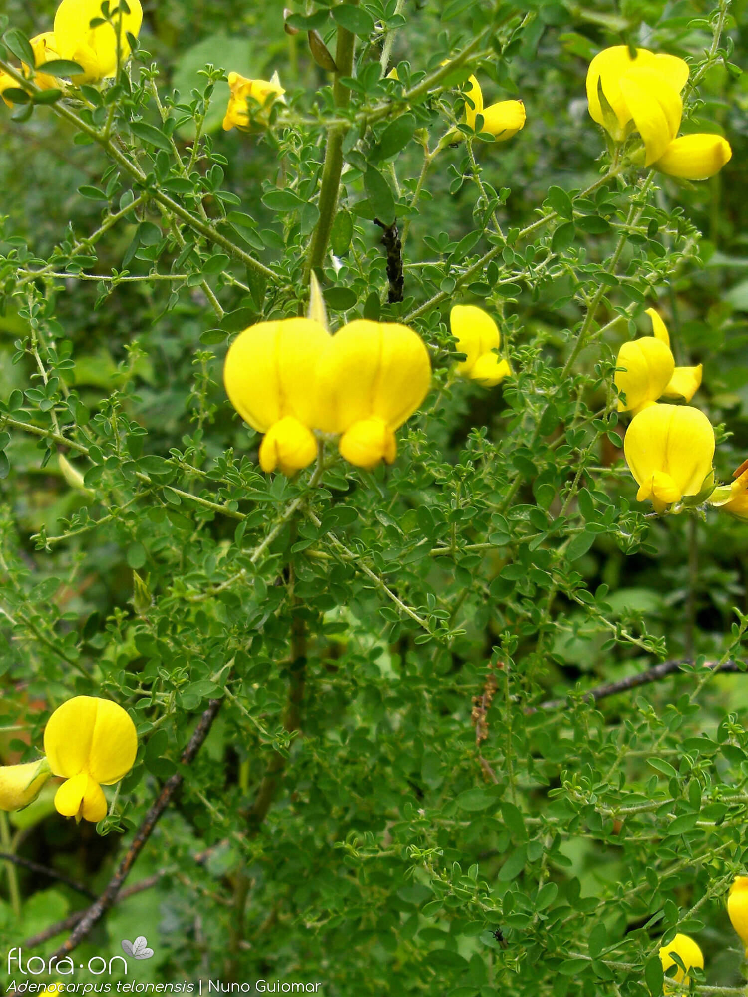 Adenocarpus telonensis - Flor (geral) | Nuno Guiomar; CC BY-NC 4.0