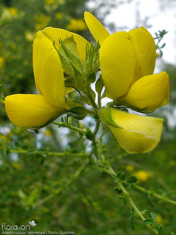 Adenocarpus telonensis - Flor (geral) | Nuno Guiomar; CC BY-NC 4.0