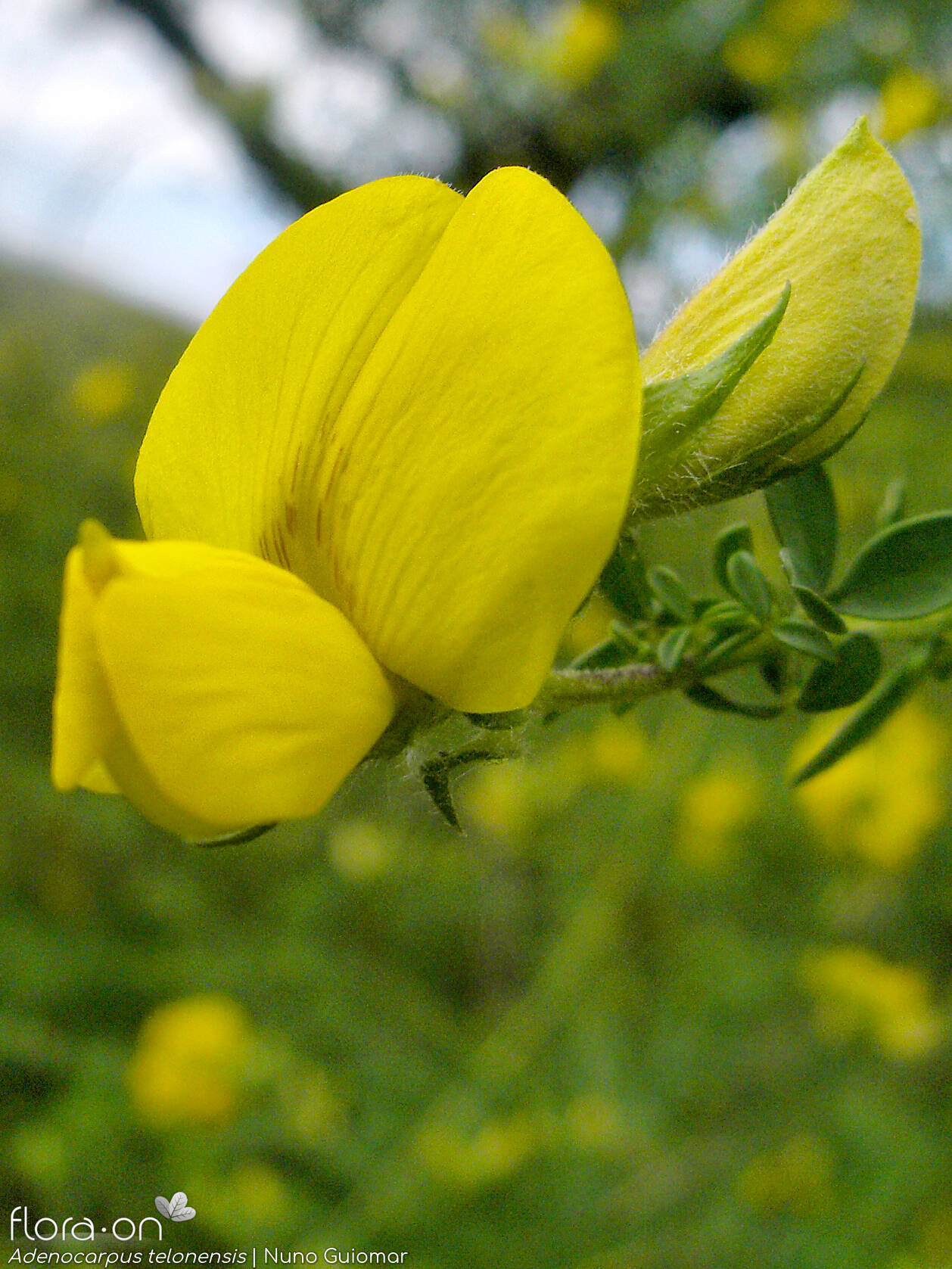Adenocarpus telonensis - Flor (close-up) | Nuno Guiomar; CC BY-NC 4.0