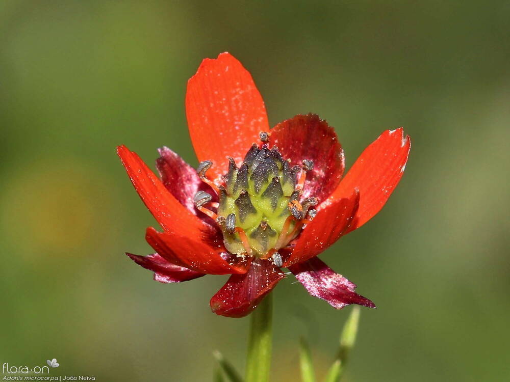 Adonis microcarpa