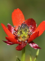 Adonis microcarpa